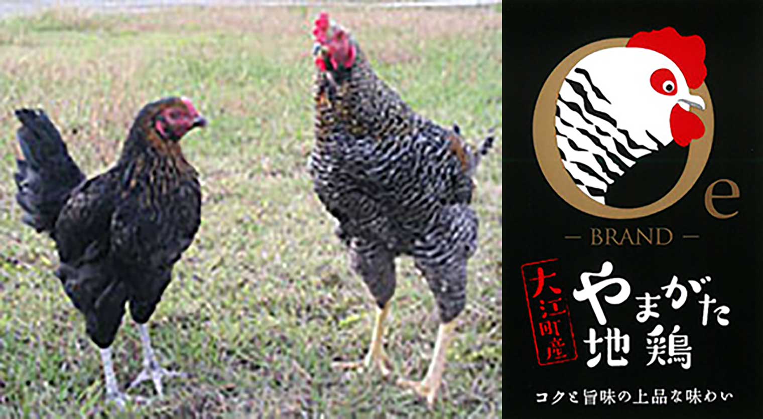 大江町やまがた地鶏